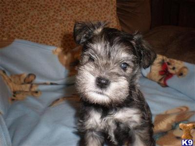 Puppies in CA
