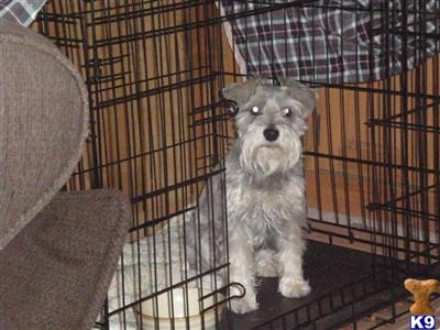 Stud Dogs - Miniature Schnauzer