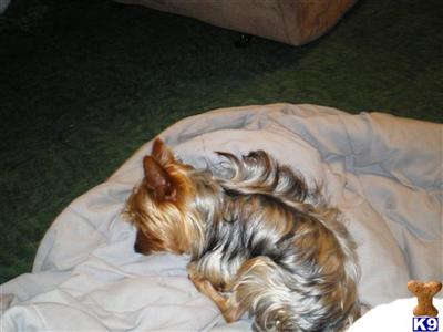 Stud Dogs - Yorkshire Terrier