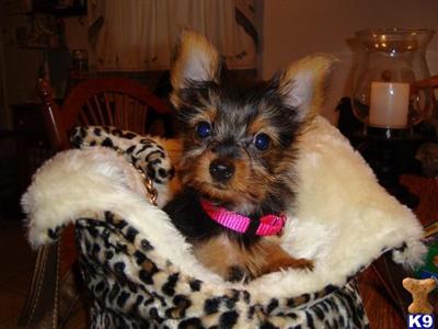 Puppies in MD