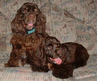 Stud Dogs in SC