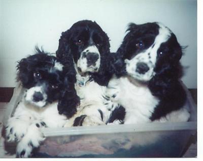 Stud Dogs in SC