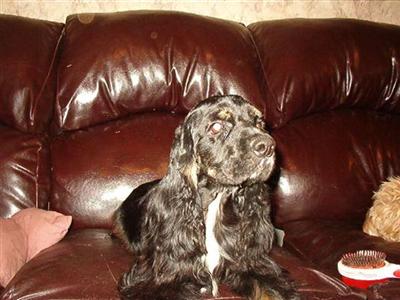 Dogs - Cocker Spaniel