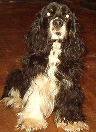 Dogs - Cocker Spaniel