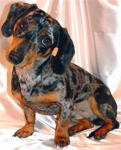 Stud Dogs in IN