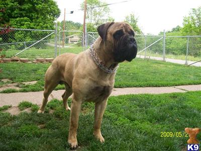 Bullmastiff Puppies for Sale