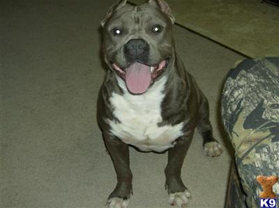 Dogs for Sale in SC