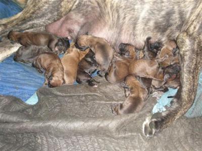 Mastiff Puppies for Sale