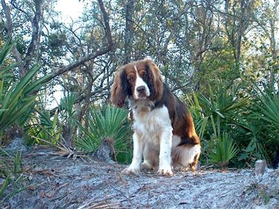 Stud Dogs - English Springer Spaniel