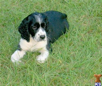 English Springer Spaniel Puppies for Sale