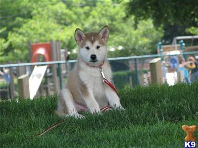 Alaskan Malamute Puppies for Sale