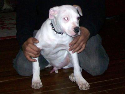 American Bulldog Puppies in NY
