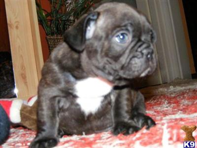 French Bulldog Puppies for Sale
