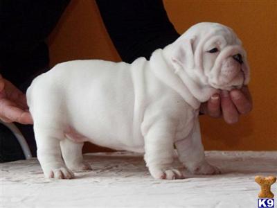 English Bulldog Puppies for Sale