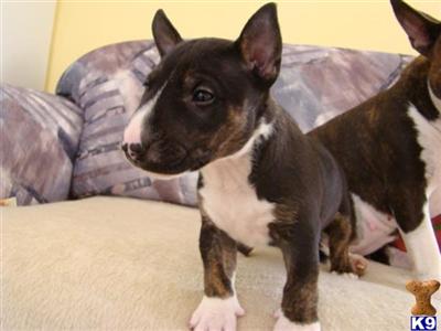 Miniature Bull Terrier Puppies for Sale