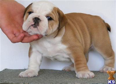 Bulldog Puppies for Sale