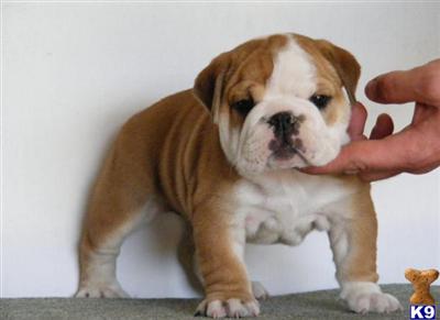 Bulldog Puppies for Sale