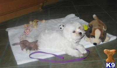 Dogs - Bichon Frise