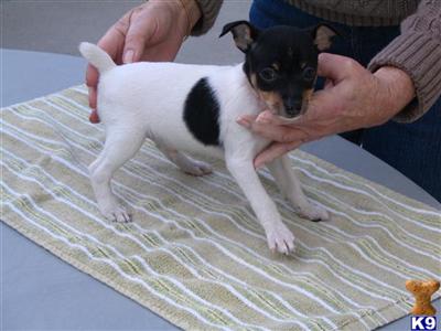 Toy Fox Terrier Puppies for Sale