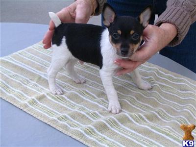 Toy Fox Terrier Puppies for Sale