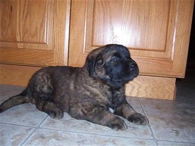 Leonbergers Puppies for Sale