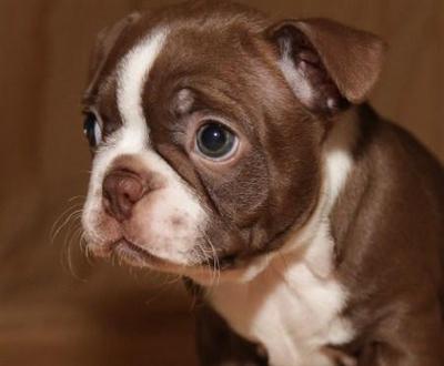Boston Terrier Puppies for Sale