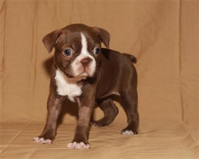 Boston Terrier Puppies for Sale