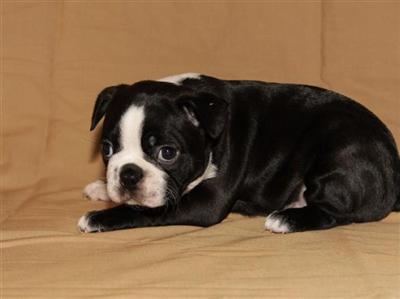 Boston Terrier Puppies for Sale