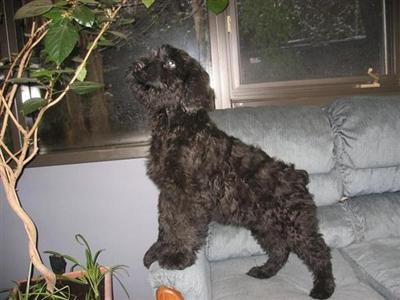 Black Russian Terrier Puppies for Sale