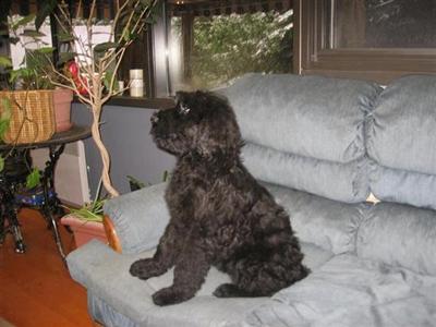 Black Russian Terrier Puppies for Sale
