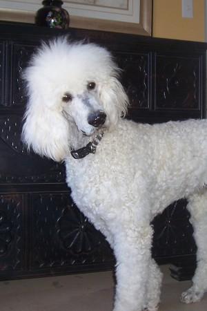 Dogs for Sale in MO