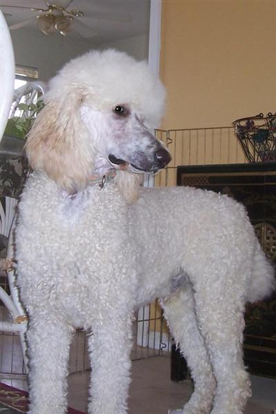 Dogs for Sale in MO