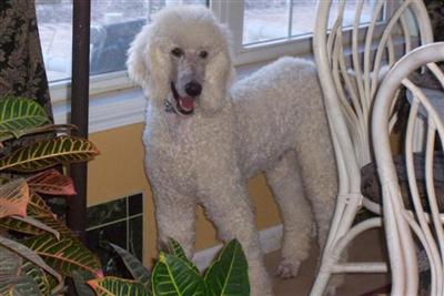 Dogs for Sale in MO
