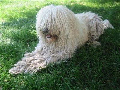 Dogs for Sale in UT