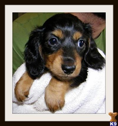 Puppies for Sale