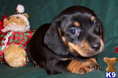 Puppies in AR