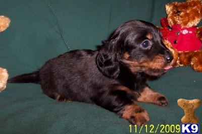 Puppies in AR