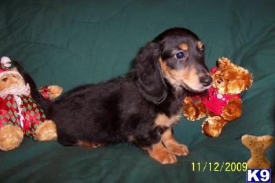 Puppies in AR
