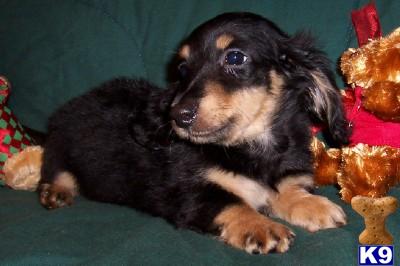 Puppies in AR