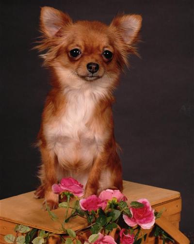 Dogs - Chihuahua