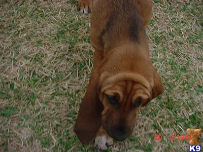 Bloodhound Puppies for Sale