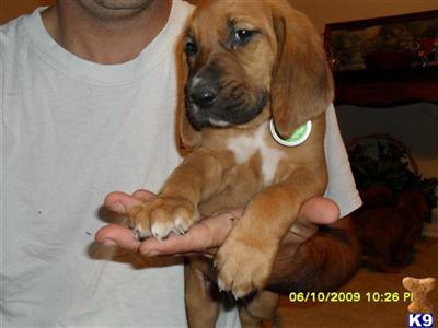 Bloodhound Puppies for Sale