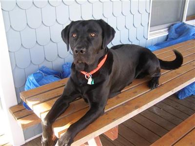 Stud Dogs in MA