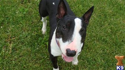 Dogs - Bull Terrier