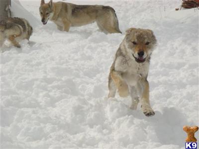 Wolf Dog Puppies for Sale