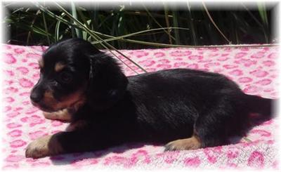 Dachshund Puppies for Sale