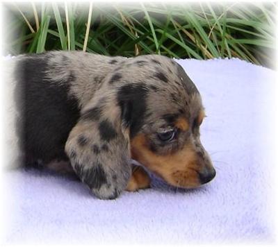 Dachshund Puppies for Sale