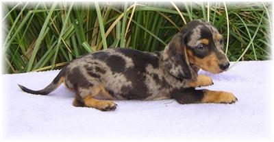 Dachshund Puppies for Sale