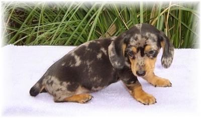 Dachshund Puppies for Sale