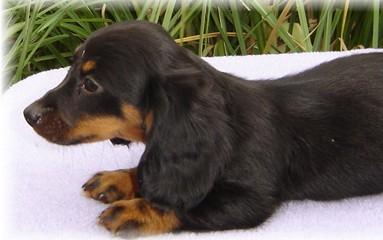 Dachshund Puppies for Sale
